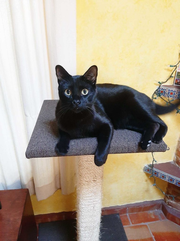 A young, solid black cat, lying on a carpeted shelf above a post covered in twisted rope, gold eyes staring directly at the camera.